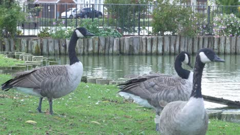 Three-Geese-Standing-Together-Near-Pond