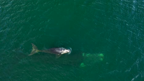 Aerial-view-of-Southern-Right-Whale-and-newborn-calf-in-False-Bay-at-Fish-Hoek,-South-Africa