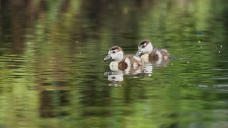 Baby-Geese-on-the-pond