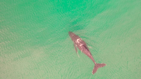 Luftaufnahme-Von-Buckelwalen-Im-Ozean-Vor-Der-Küste-Von-Südafrika