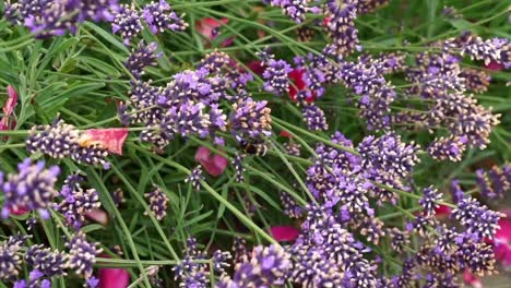 Weißer-Schmetterling-Fliegt-Und-Sitzt-Auf-Violettem-Lavendelbusch