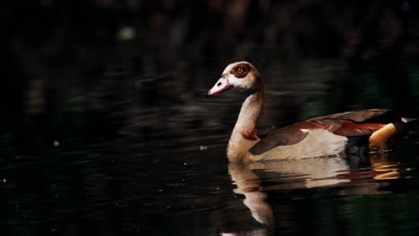 The-Egyptian-goose-is-joined-by-her-offspring