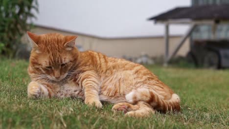 Orange-cat-laying-in-grass-in-the-garden-on-a-sunny-summer-day,-licking-and-cleaning-its-back-and-face,-always-aware-and-alarmed-of-its-surroundings