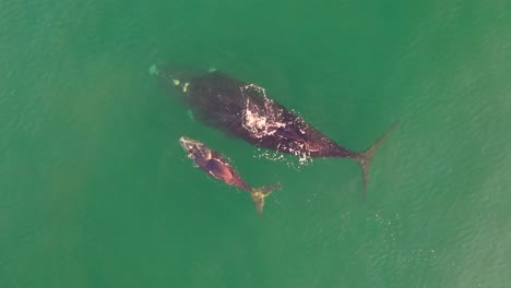 Luftaufnahme-Des-Südlichen-Glattwals-Und-Des-Neugeborenen-Kalbs-In-Der-Falschen-Bucht-Bei-Fish-Hoek,-Südafrika