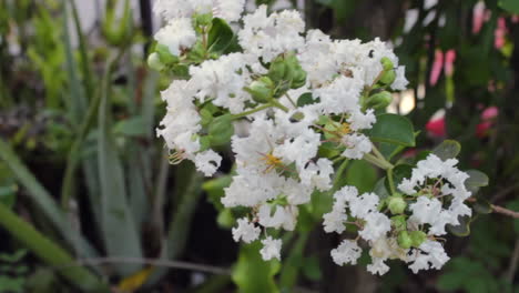 White-Flowers-in-Bloom-quickly-bouncing-in-wind