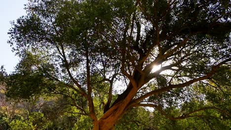 Pfanne-Von-Der-Sonne,-Die-Durch-Einen-Baum-Scheint,-Zu-Einem-Wasserfall,-Der-Von-Einem-Felsigen-Berg-In-Einen-Fluss-Fließt,-Im-Walter-Sisulu-National-Botanic-Garden,-Johannesburg,-Südafrika