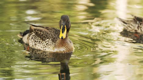 a-Yellow-Billed-Duck-swims-towards-camera