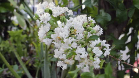 Weiße-Blumen-In-Voller-Blüte,-Die-Im-Wind-Wehen