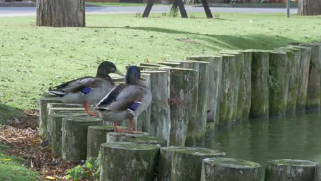 Zwei-Enten-Springen-Von-Baumstämmen-In-Einen-Teich