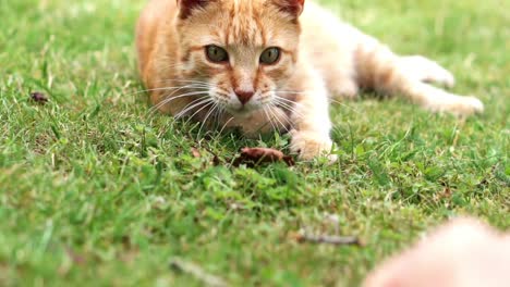 Close-up-of-head-of-orange-cat-lying-in-the-grass-and-focusing-a-wooden-stick-waved-by-a-human-hand