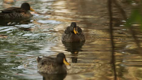 A-yellow-billed-duck-swims-from-behind-branches