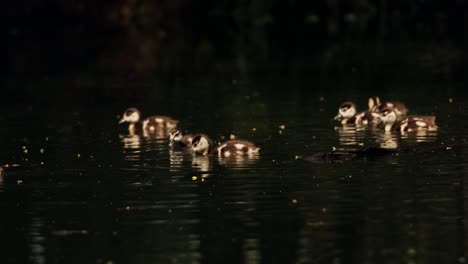 Group-of-baby-Egyptian-geese-swimming