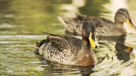 a-Yellow-Billed-Duck-swims-in-a-reflective-pond