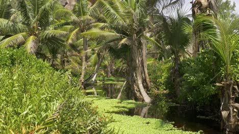 Pond-on-La-Digue-Island,-Seychelles,-surrounded-by-palm-trees-and-granite-rocks