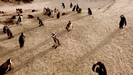 Colonia-De-Pingüinos-Sudafricanos-En-Boulders-Beach-En-Sudáfrica