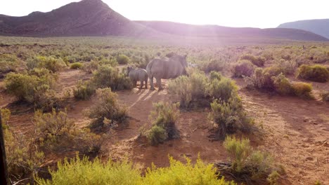 Nashörner-In-Ihrem-Natürlichen-Lebensraum-In-Südafrika