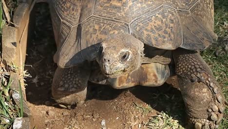 Top-shot,-Tortoise-happily-walking-by