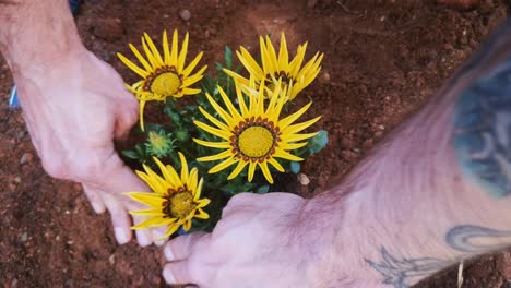 Handheld-Top-shot,-Aerial-view-of-hands-pushing-garden-soil-while-planting-African-Daisies