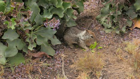 Beautiful-and-cute-small-squirrel-eating-an-avocado-next-to-some-plants