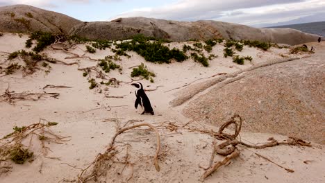 African-Penguins-at-Boulders-Beach,-Cape-Town,-South-Africa
