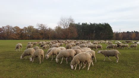 Herd-of-sheep-standing-on-green-meadow-with-trees-in-the-background