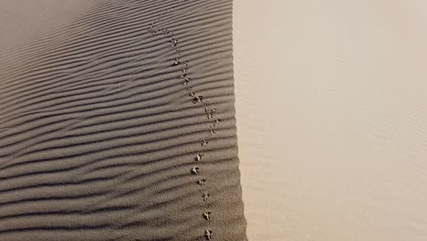 Sand-dunes-and-bird-tracks