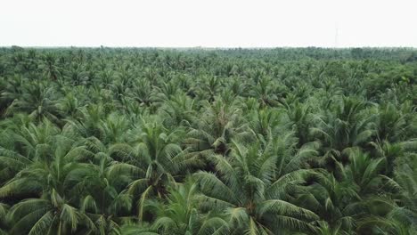 A-vast-coconut-garden-with-thousands-of-coconut-trees-in-Ben-Tre-province,-Vietnam