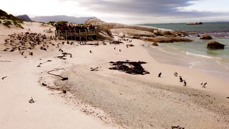 African-Penguins-at-Boulders-Beach,-Cape-Town,-South-Africa