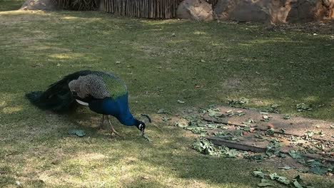Handheld,-Front-of-Peacock-eating-on-the-Grass-then-looking-to-camera-at-the-Johannesburg-Zoo,-Johannesburg-South-Africa