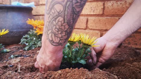 Handheld-Close-up,-planting-African-Daisies-into-the-ground-in-a-garden-and-throwing-soil-into-the-hole