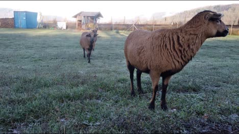 A-brown-goat-is-standing-on-a-meadown-close-to-the-camera,-two-other-curious-goats-are-approaching-the-check-out-whats-going-on