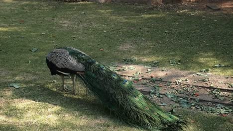 Handheld,-Back-of-Peacock-eating-on-the-Grass-at-the-Johannesburg-Zoo,-Johannesburg-South-Africa