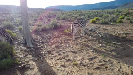 Zebras-In-Ihrem-Natürlichen-Lebensraum-In-Südafrika