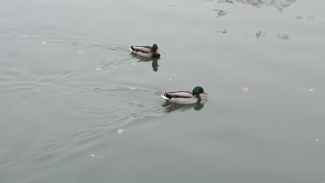 Two-drake-ducks-swimming-side-by-side-in-calm-water-on-a-overcast-day-with-some-things-swimming-in-the-water