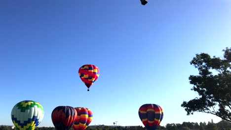 Hot-air-balloons-preparing-for-liftoff,-tilt