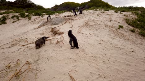 Pingüinos-Africanos-En-Boulders-Beach,-Ciudad-Del-Cabo,-Sudáfrica