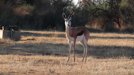 a-springbuck-looks-directly-at-the-camera,-then-away,-early-morning