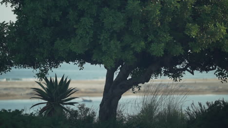 Tree-branches-beach-grass-and-aloe-vera-plants-wave-in-the-wind-by-the-ocean