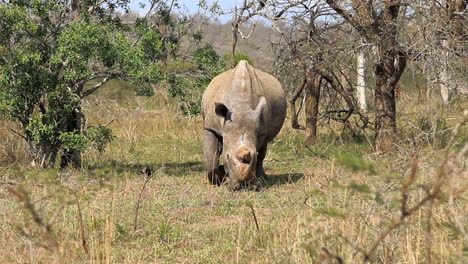 Rinoceronte-Pastando-Por-La-Tarde-En-Las-Llanuras-Sudafricanas