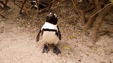 Pingüinos-Africanos-En-Boulders-Beach,-Ciudad-Del-Cabo,-Sudáfrica