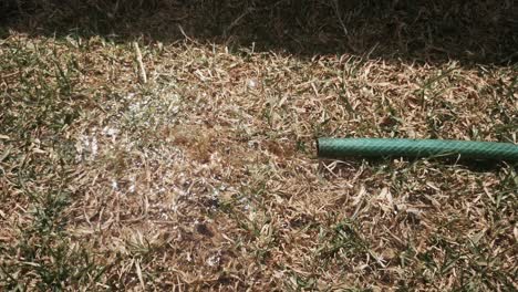 Handheld,-water-flowing-from-garden-hose-on-dry-grass