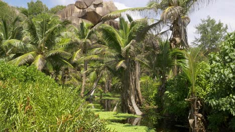 Filming-a-pond-on-La-Digue-Island,-Seychelles,-Africa,-surrounded-by-palm-trees-and-granite-rocks