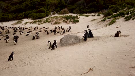 Afrikanische-Pinguine-Am-Boulders-Beach,-Kapstadt,-Südafrika