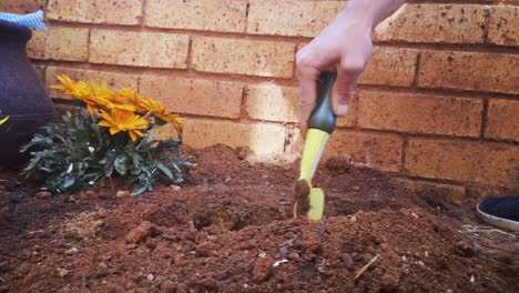 Hand-Gräbt-Mit-Gartenspaten-In-Den-Boden,-Um-Afrikanische-Gänseblümchen-Zu-Pflanzen,-4k-Nahaufnahme