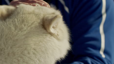 White-Siberian-husky-dog-gets-petted-by-his-owner-close-up-portrait-slow-motion