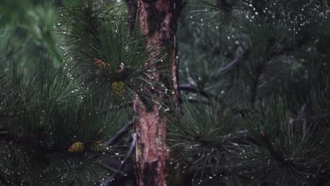 Rain-drops-from-coniferous-leaves-on-a-cloudy-and-rainy-day