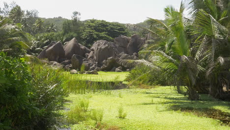 Stable-tripod-shot-of-green-pond-on-La-Digue-Island,-Seychelles,-surrounded-by-granite-rocks-and-tropical-plants