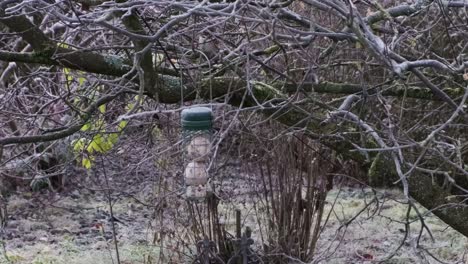 Container-of-bird-food-dumpling-hanging-on-a-tree-without-leaves