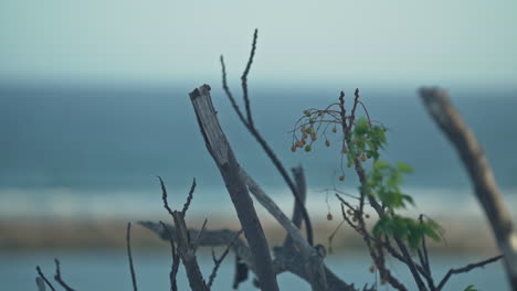 Close-up-twigs-and-leaves-blowing-in-the-wind-with-the-ocean-in-the-background