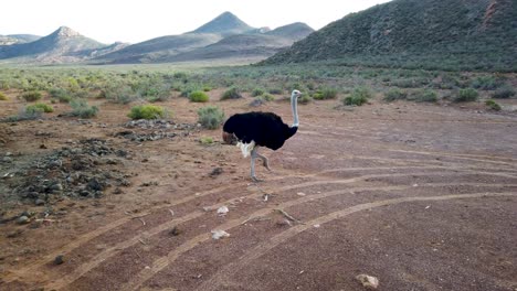 Un-Avestruz-Adulto-En-Su-Hábitat-Natural-En-Sudáfrica